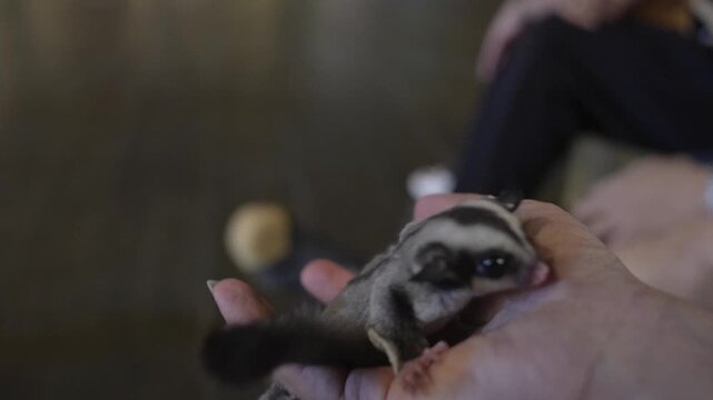 Close-up of a sugar glider perched on a person's hand, showcasing its delicate features and curiosity.
