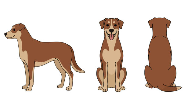 Cartoon illustration of a brown dog shown from side, front, and back views.