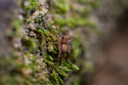 Macro shot of wolf spider pardosa