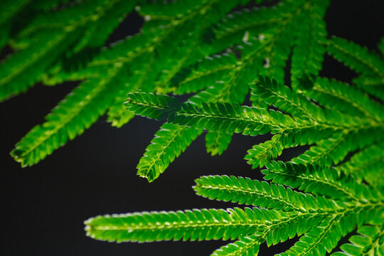 Close up of spikemoss and a fern ally not a true fern