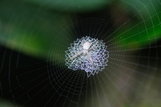 Juvenile orb weaver spider with unique zig zag web
