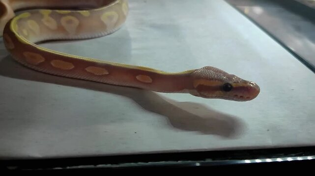 Ball python close up, exotic snake reptile in terrarium wildlife video.