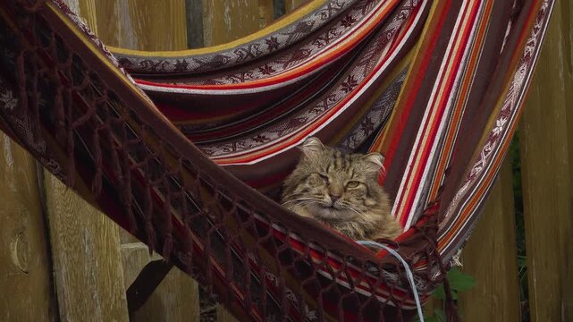 Cozy one-eyed long haired Tabby Cat resting in a colourful hammock while looking at the camera. In front of a wooden fence in a backyard during summer.
