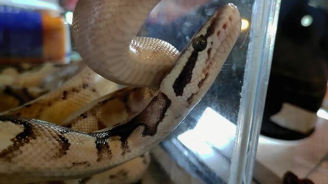 Close-up of a snake wrapped around a glass container, showing its unique pattern and texture.
