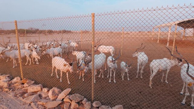 National animal of Qatar Oryx at the desert safari in Zekreet, Qatar at the sunset time