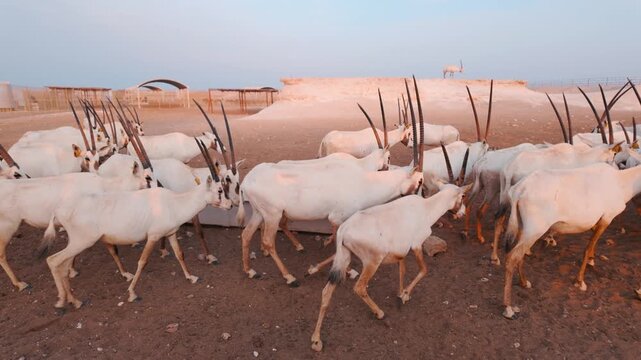 National animal of Qatar Oryx at the desert safari in Zekreet, Qatar at the sunset time