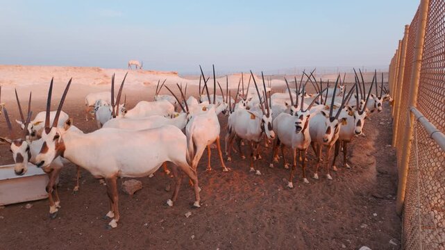 National animal of Qatar Oryx at the desert safari in Zekreet, Qatar at the sunset time