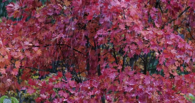 秋から冬へ　みぞれのようなものが降ってきた