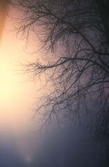 Tree on a foggy night