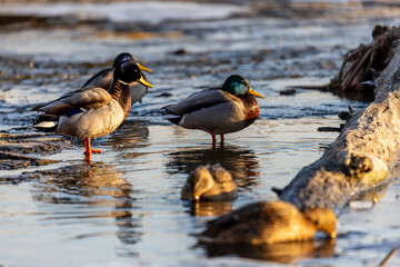 Mallards gather near a partially submerged log in shallow water, some standing, others swimming, bathed in warm low sun capturing natural behavior in a tranquil wetland setting.