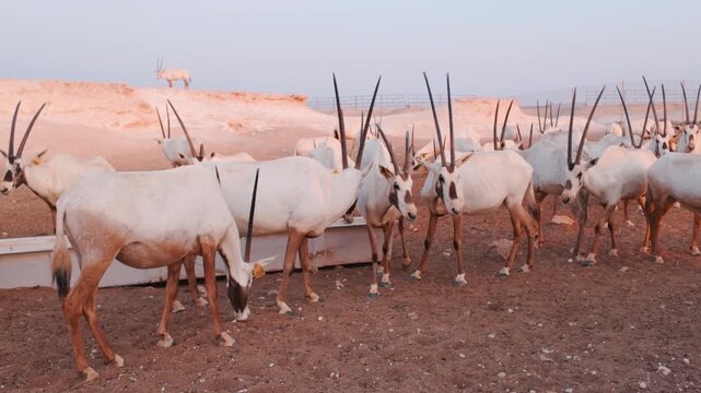 National animal of Qatar Oryx at the desert safari in Zekreet, Qatar at the sunset time