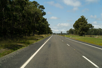 Fototapeta premium road in the forest