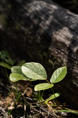 plant leaves in sunlight growing in the ground next to a log