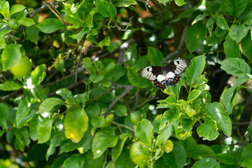 black and white butterfly on plant leaves