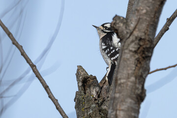 Downy woodpecker perched on a broken tree branch.