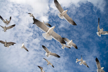 Seagull sitting outdoor. Laughing seagull at the sea. Seagull near water. Sea gull bird. Fauna and nature. Seagull bird. Sea gull with beak and feather. Laughing Gull. Freedom flight