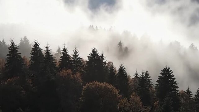 Serene Wilderness Landscape A quiet, untouched natural scene conveying peace, solitude, and the raw beauty of a foggy woodland, devoid of any signs of activity.