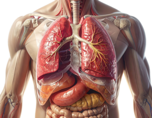 Diaphragm inferior to lungs, separating thoracic and abdominal cavities
