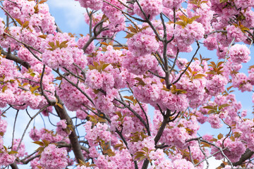 Pink cherry blossom flowers in full bloom on branches against a clear blue sky, showcasing vibrant colors and delicate petals during spring season