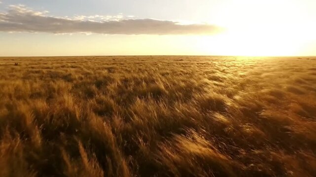 Vast Savanna Wind-Swept Wide, establishing shot showcasing the expansive golden-brown grasslands with strong, visible wind creating rhythmic waves across the landscape, stretching to the horizon.