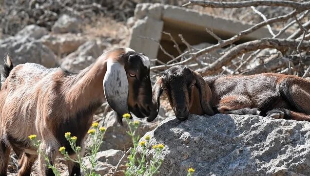 Two goats resting on rocks in a sunny, arid landscape.
