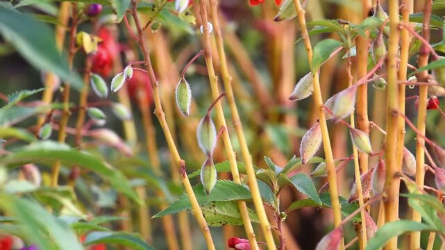Colorful red flower, in Indonesian Language names BUNGA PACAR AIR, growth fresh at the field