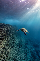 Obraz premium a green sea turtle swims near the lava rock wall and sea cave as early morning light streams through the oceans surface.