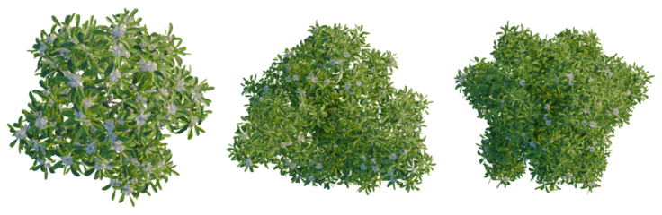 Magnolia virginiana Northern Belle tree plan, top view, cutout, transparent background, isolate, Lush Greenery Collection: Realistic Bush and Floral PNG Elements for Design