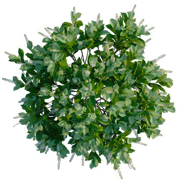 Clethra alnifolia Sixteen Candles tree plan, top view, cutout, transparent background, isolate, Vibrant Green Flowering Shrub - Perfect for Springtime Compositions and Designs