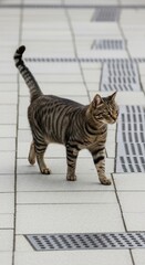 Tabby cat walking on geometric paved tiles with metal grates. Alert striped cat on a textured light gray pavement surface. Cat exploring an urban outdoor setting with patterned ground.