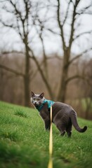 Gray cat on a leash wearing a teal harness on a grassy hill. Cat harness training outdoors on a green hill with yellow leash. Serene portrait of a leashed gray cat in a natural overcast setting.