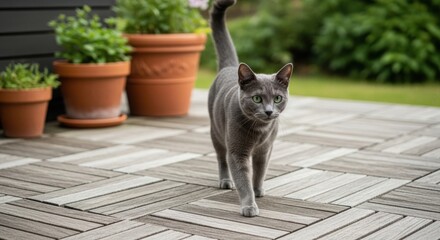 Gray Cat Walking on Checkerboard Tile Deck. Green-Eyed Cat in Garden Patio. Feline on Wooden Deck with Potted Plants.
