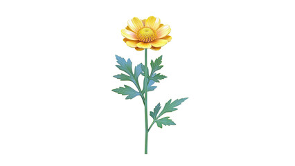 Obraz premium Yellow Globeflower (Trollius chinensis)