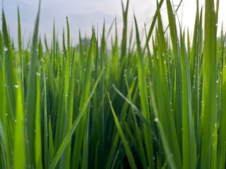 Naklejka premium Close-up view of morning dew drops on rice field with a morning sunlight