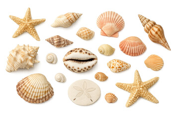 Obraz premium Assortment of natural seashells, starfish, and a sand dollar collection with various marine gastropod and bivalve shells, beach treasures