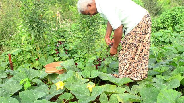 Plipping Sorrel From Plant