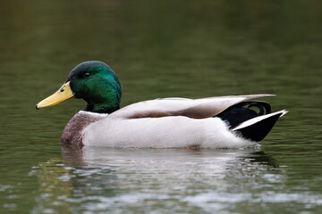 Obraz premium Mallard Duck