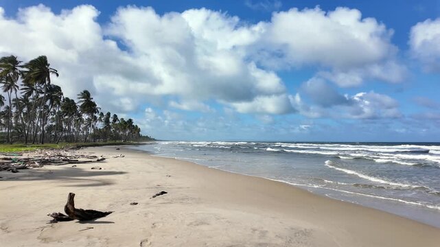  a beach full of coconut palms in Tucacas, Venezuela