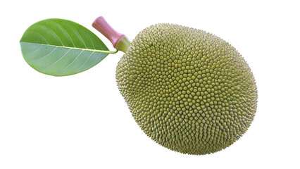 Green Jackfruit with Leaf and Stem