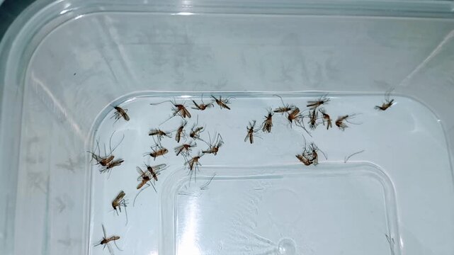 A group of mosquitoes dying after being hit by mosquito repellent spray.