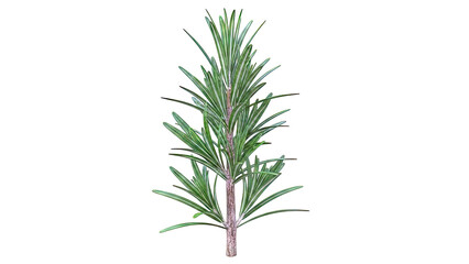 Fototapeta premium Rosemary Sprig