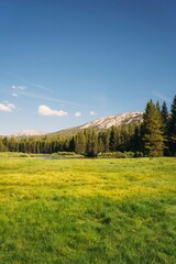 Lush green meadows stretch to the foot of the mountains, flanked by towering pine forests and a clear sky.