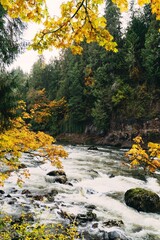 A rushing stream flows through the autumn forest, with its golden leaves and lush green trees.