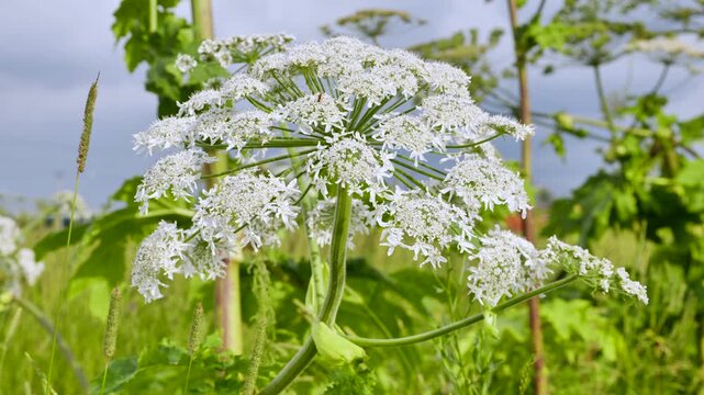Heracleum blooming in a summer field, showing harmful invasive plant species