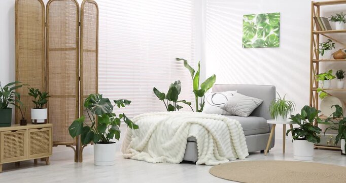 Different beautiful houseplants in pots and daybed indoors, camera moving left