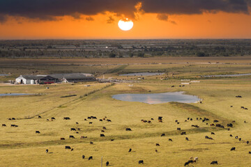 Organic milk and beef production. Free range cows grazing on farm pasture at rural farmstead. Feeding of cattle on farmland grassland
