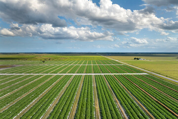Green ripening agricultural field with growing crop culture in Florida, USA. Farmland landscape in summer season. Farming and agriculture industry
