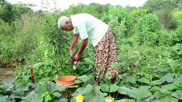 A Woman Using A Clipper To Remove Sorrel From It's Plant