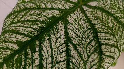 Obraz premium Close up variegated leaf texture with green veins and natural pattern. Perfect for botany, nature, organic design, plant health, background texture, and editorial use.