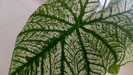 Close up variegated leaf texture with green veins and natural pattern. Perfect for botany, nature,...